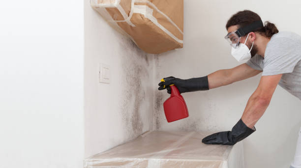 Professional Basement Mold Removal technician working in Magnolia, NJ