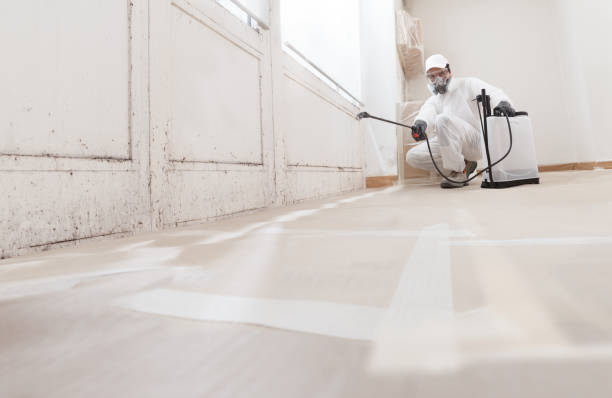 24/7 Emergency Basement Mold Removal experts in Magnolia, NJ
