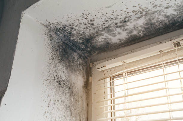 Affordable Basement Mold Removal solutions in Magnolia, NJ